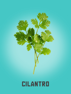 cilantro